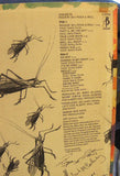 The Crickets (2) : Rockin' 50's Rock n' Roll (LP, Album)